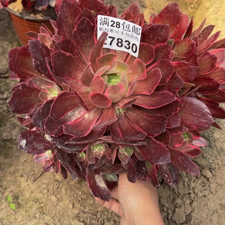 27830浣纱多肉植物