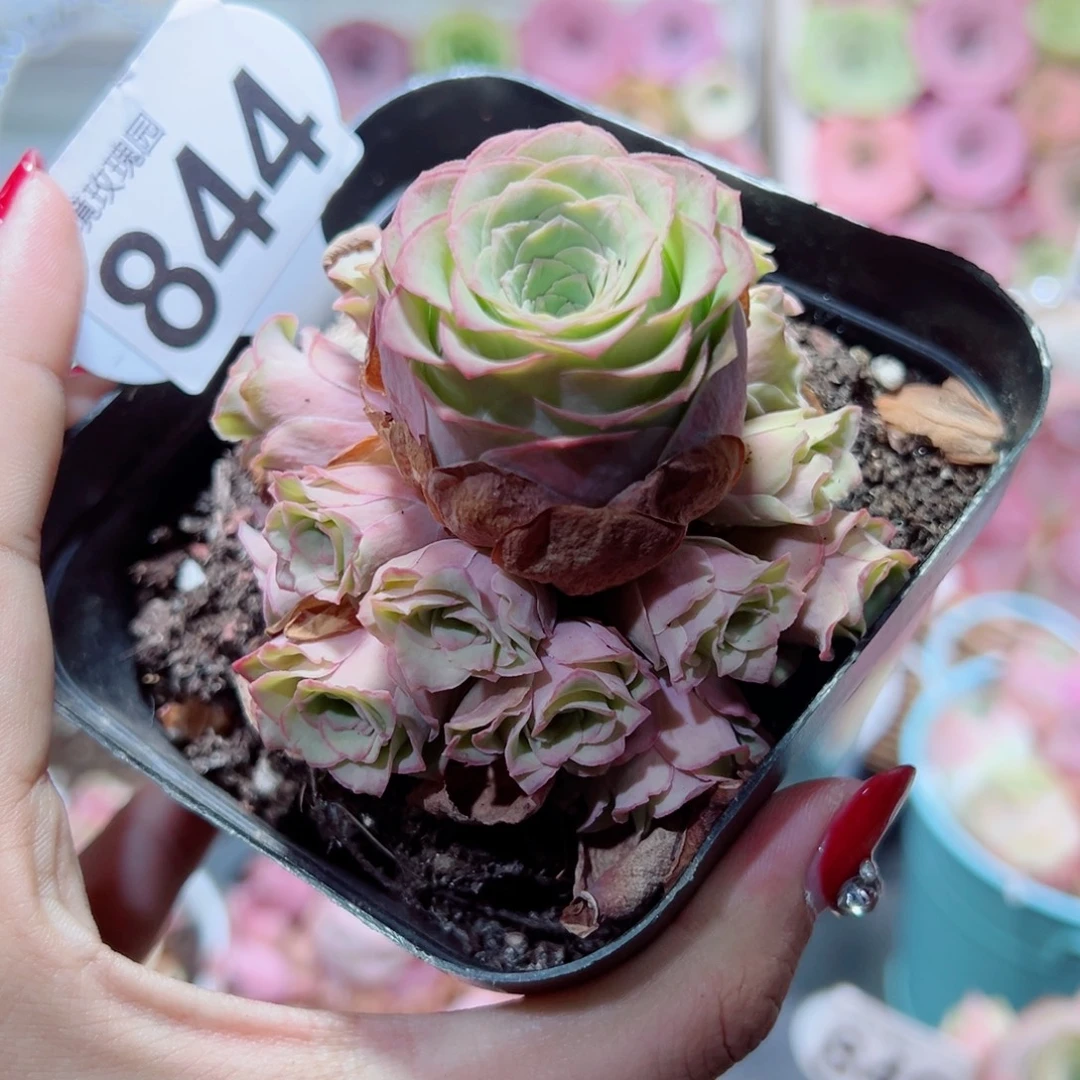 844桃杂手捧花。