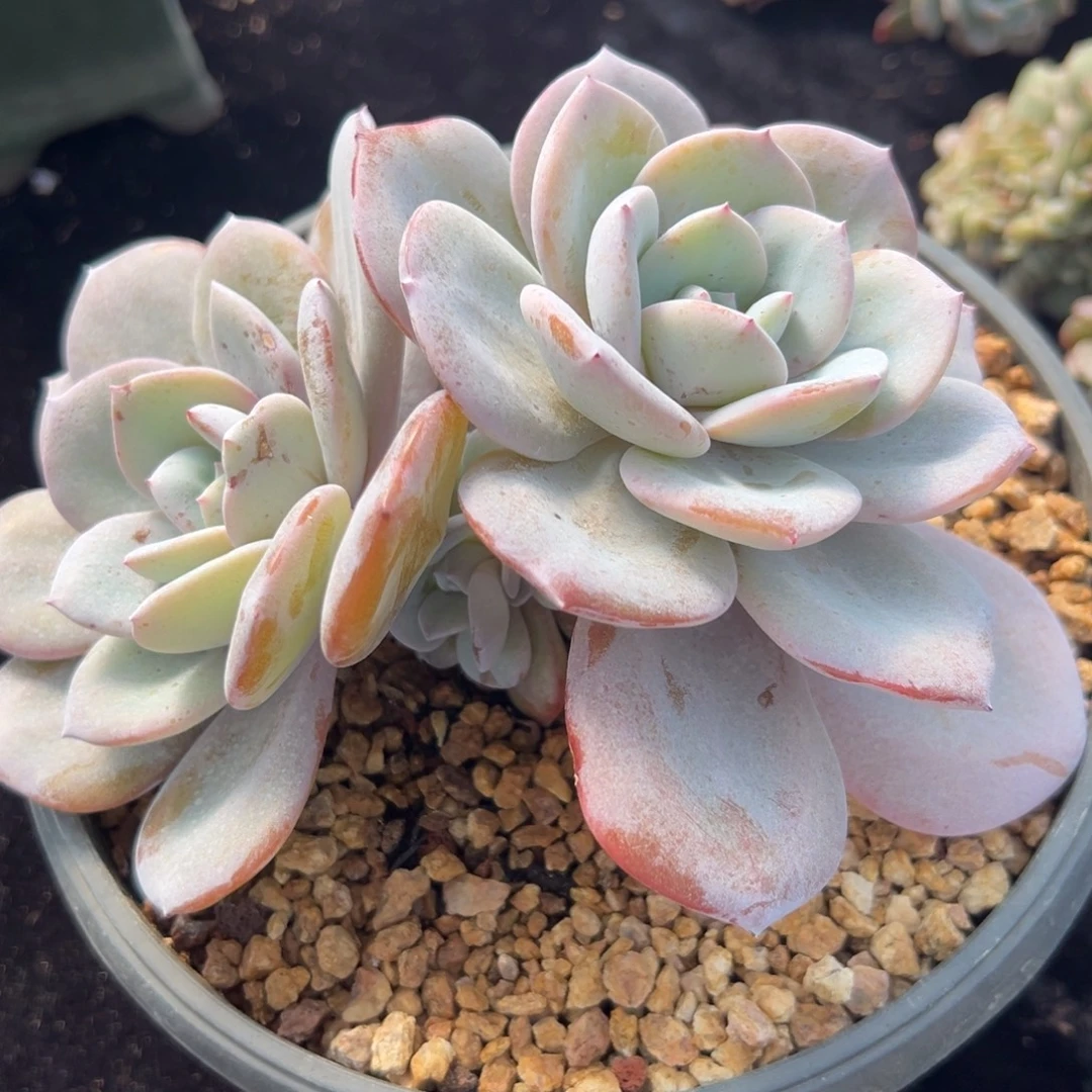 新年快乐 新年快乐