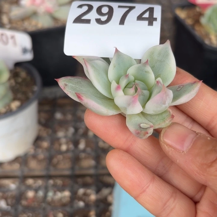 头盖锦无根满18包邮当场凑单