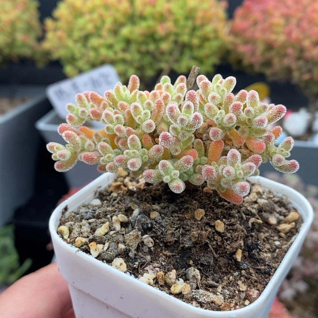 无花朵11号优选冰橙枝干