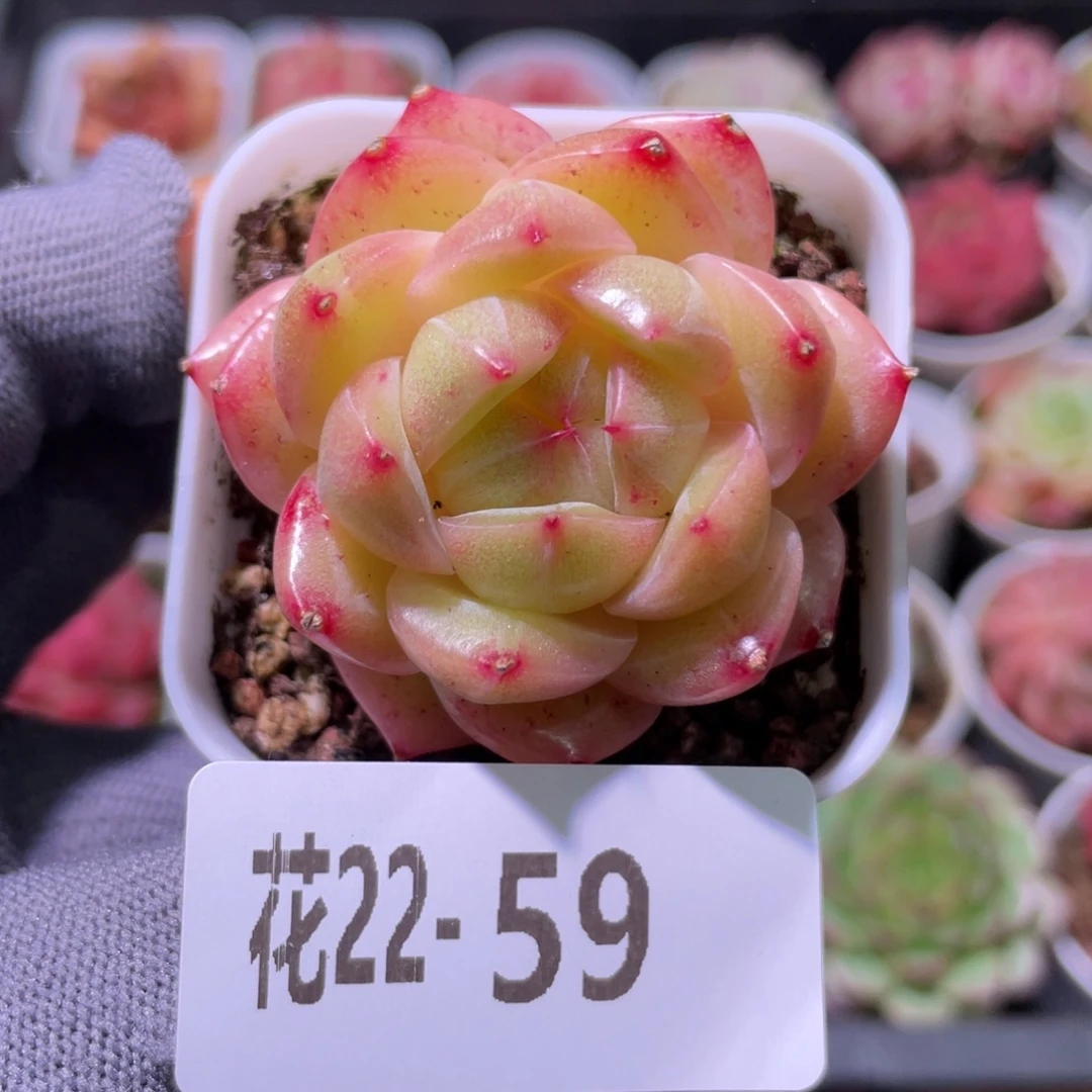 花利美22-59新品