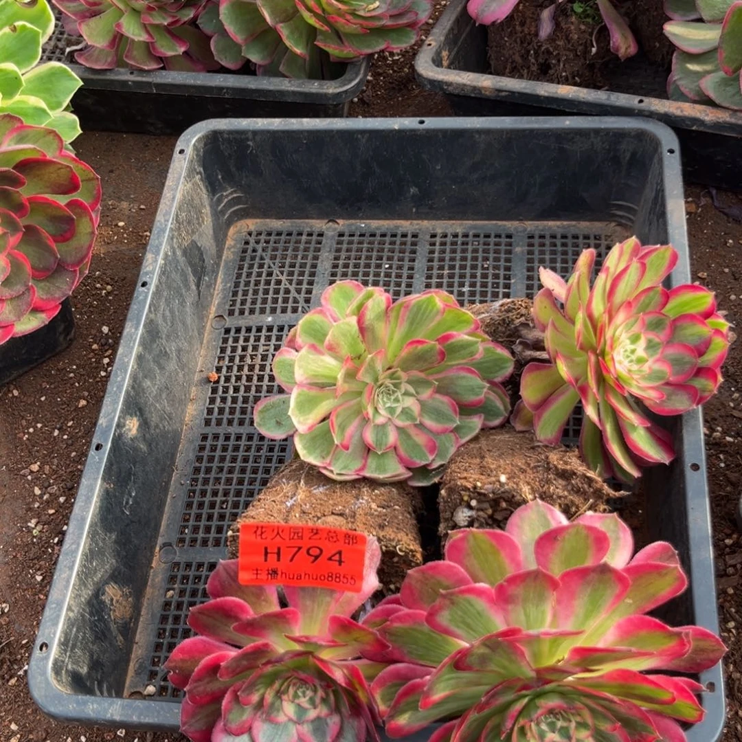 框拍794多肉植物法师