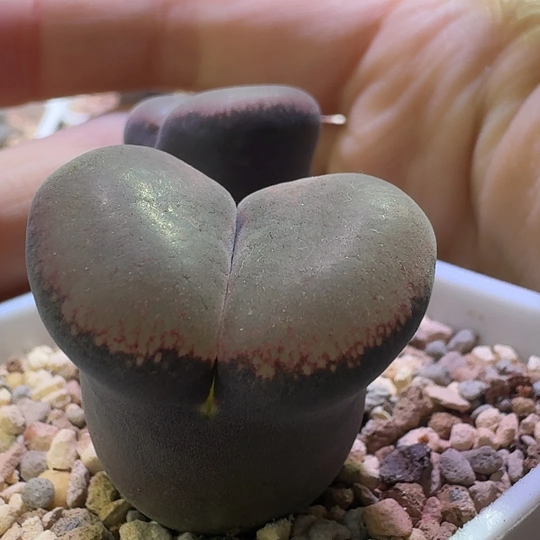 82号双头大型风铃一物一拍黑体红