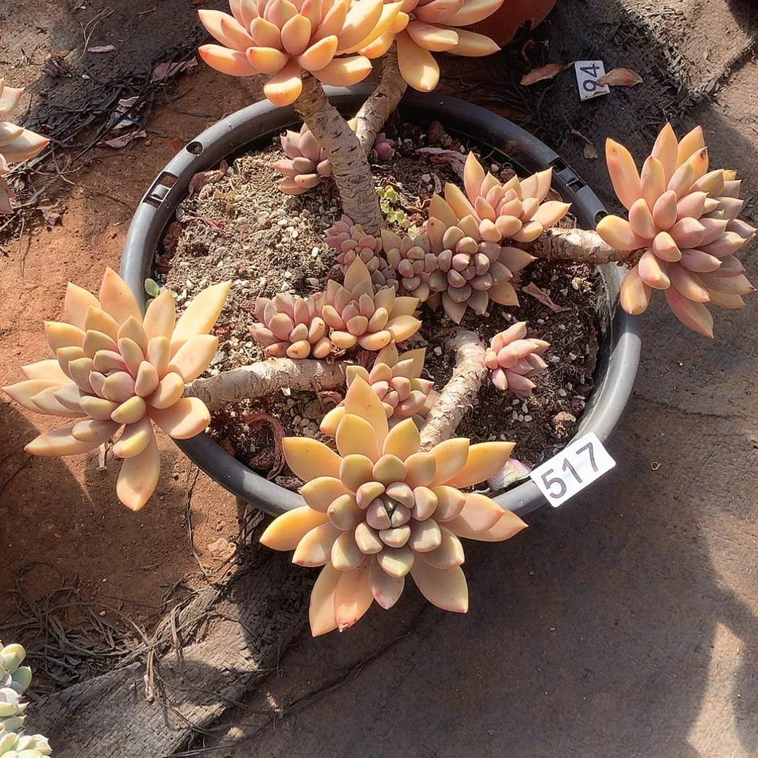 517 一物一拍多肉