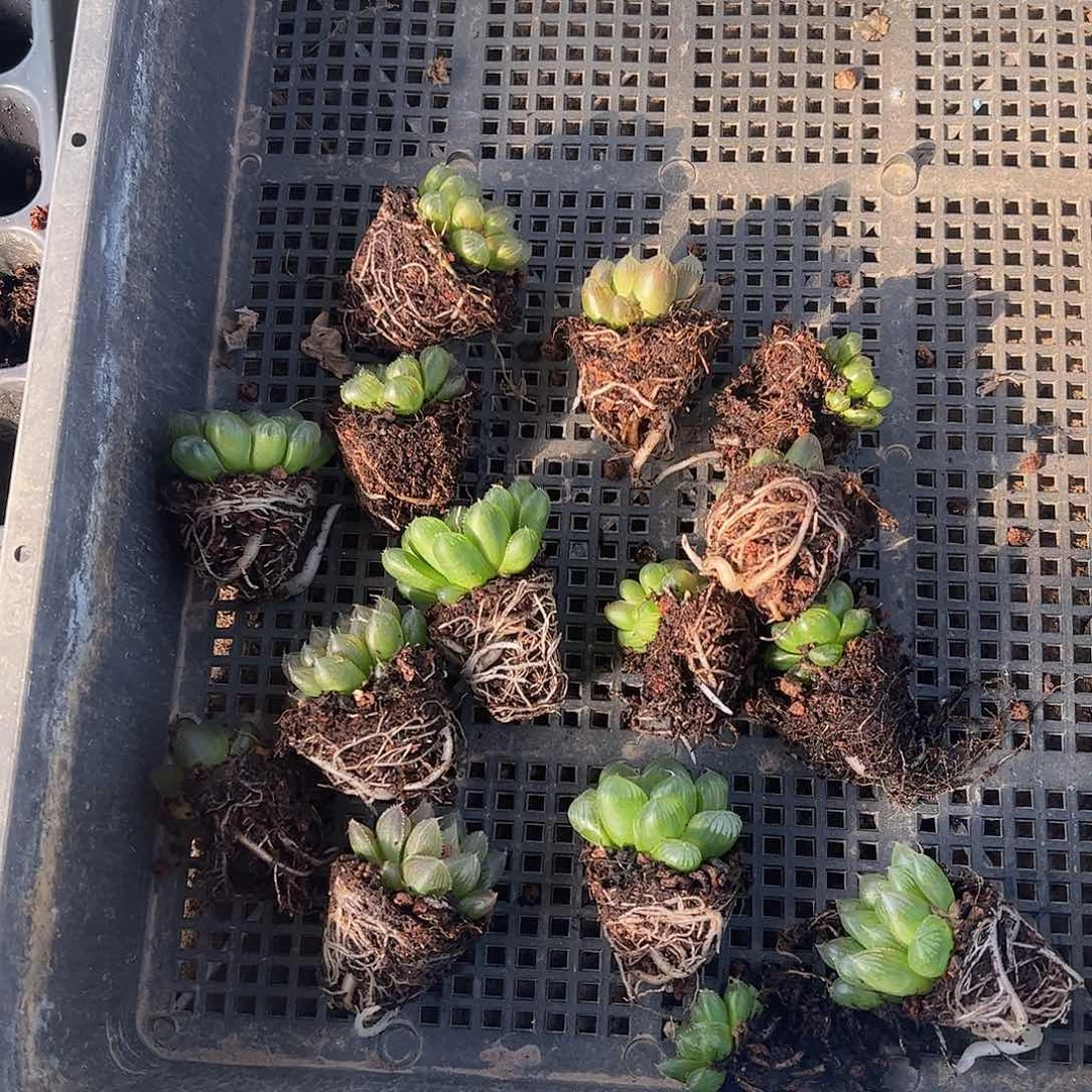 直播福利一物一拍37