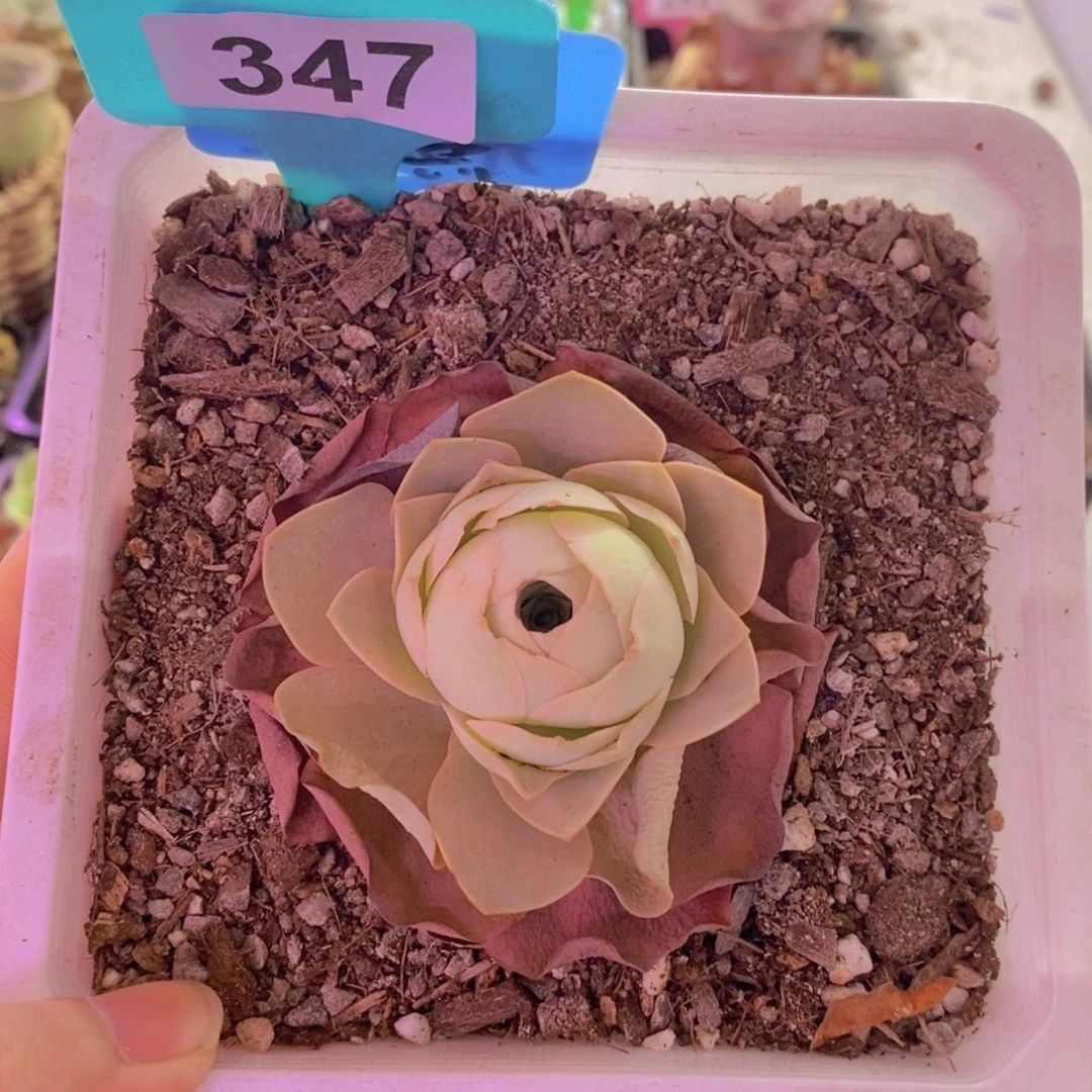 山地玫瑰一物一拍粉黛347