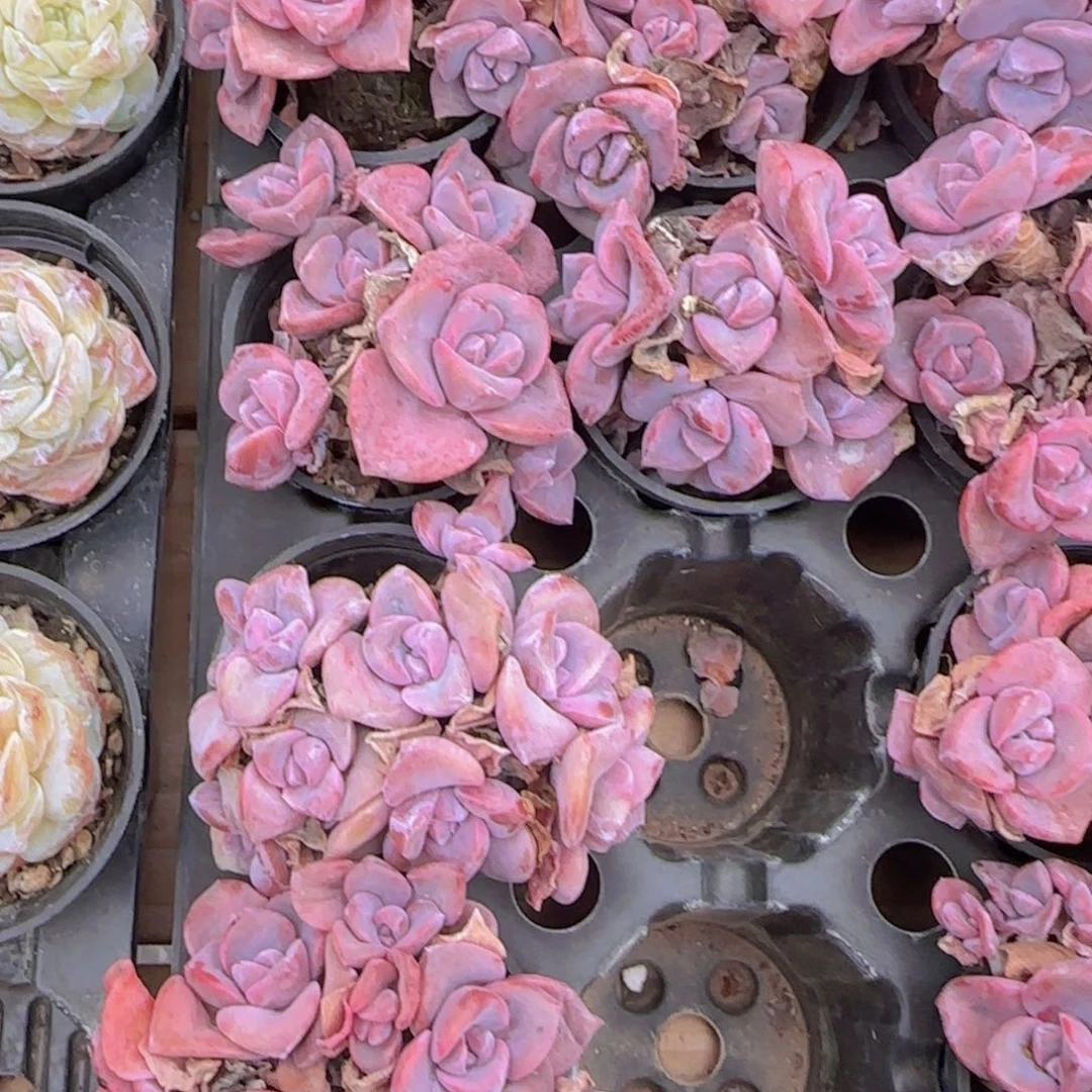 彩虹城群一颗精控优选