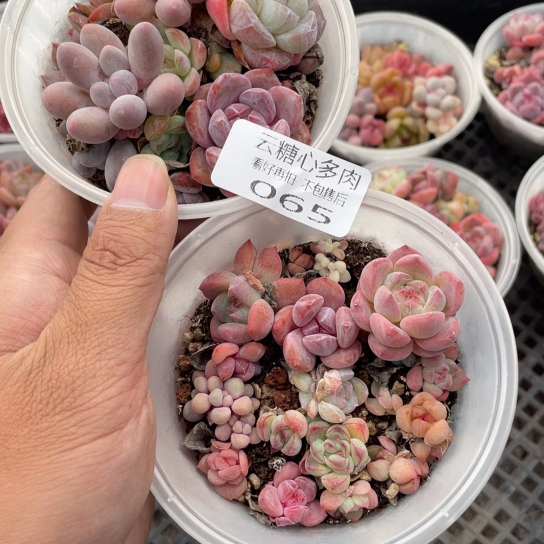 云糖心多肉植物65