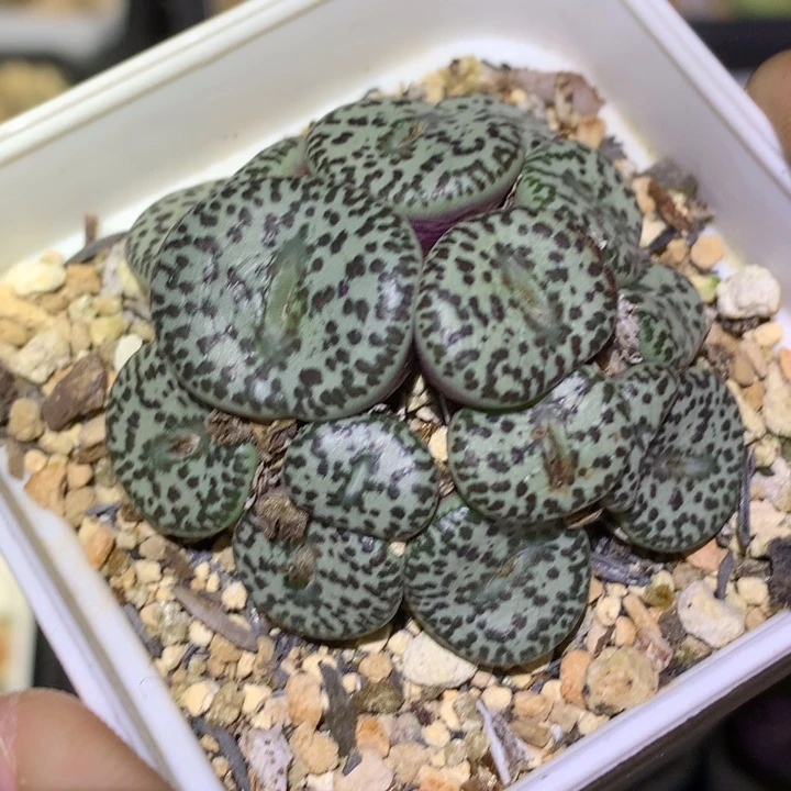 精品多肉植物精品多肉大黑点