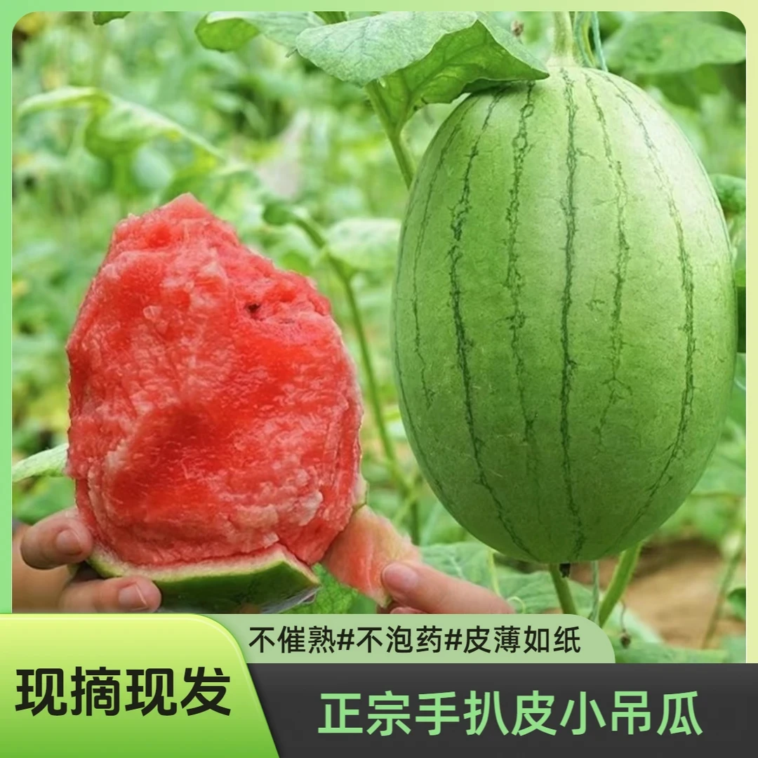 【水果甄选】山东正宗小西瓜新鲜水果2K手剥西瓜冰糖产地直供当季瓜