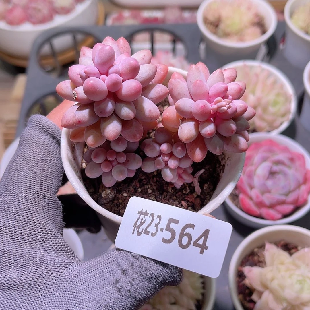 花23-564婴儿手指