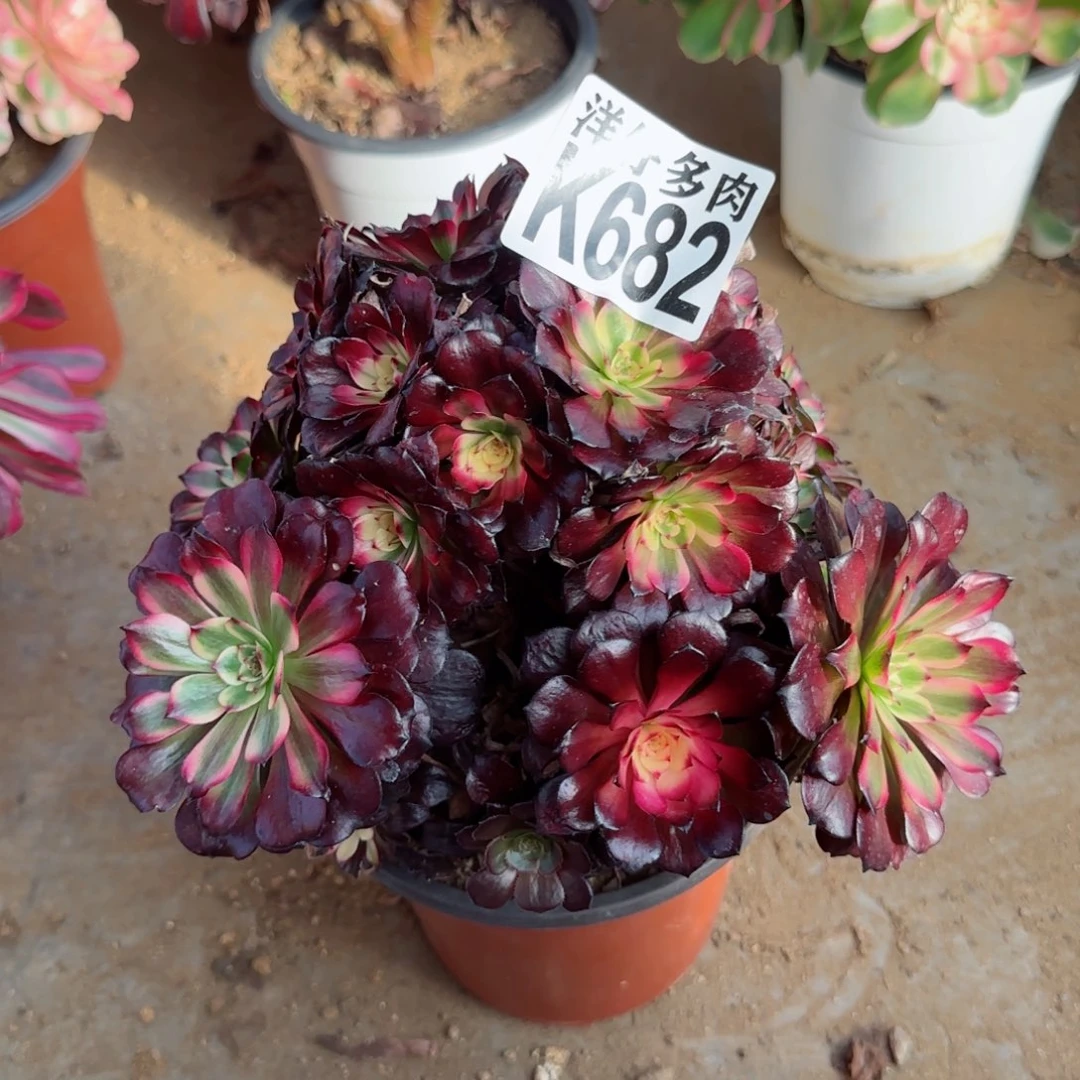 682美即法师园艺官服20左右