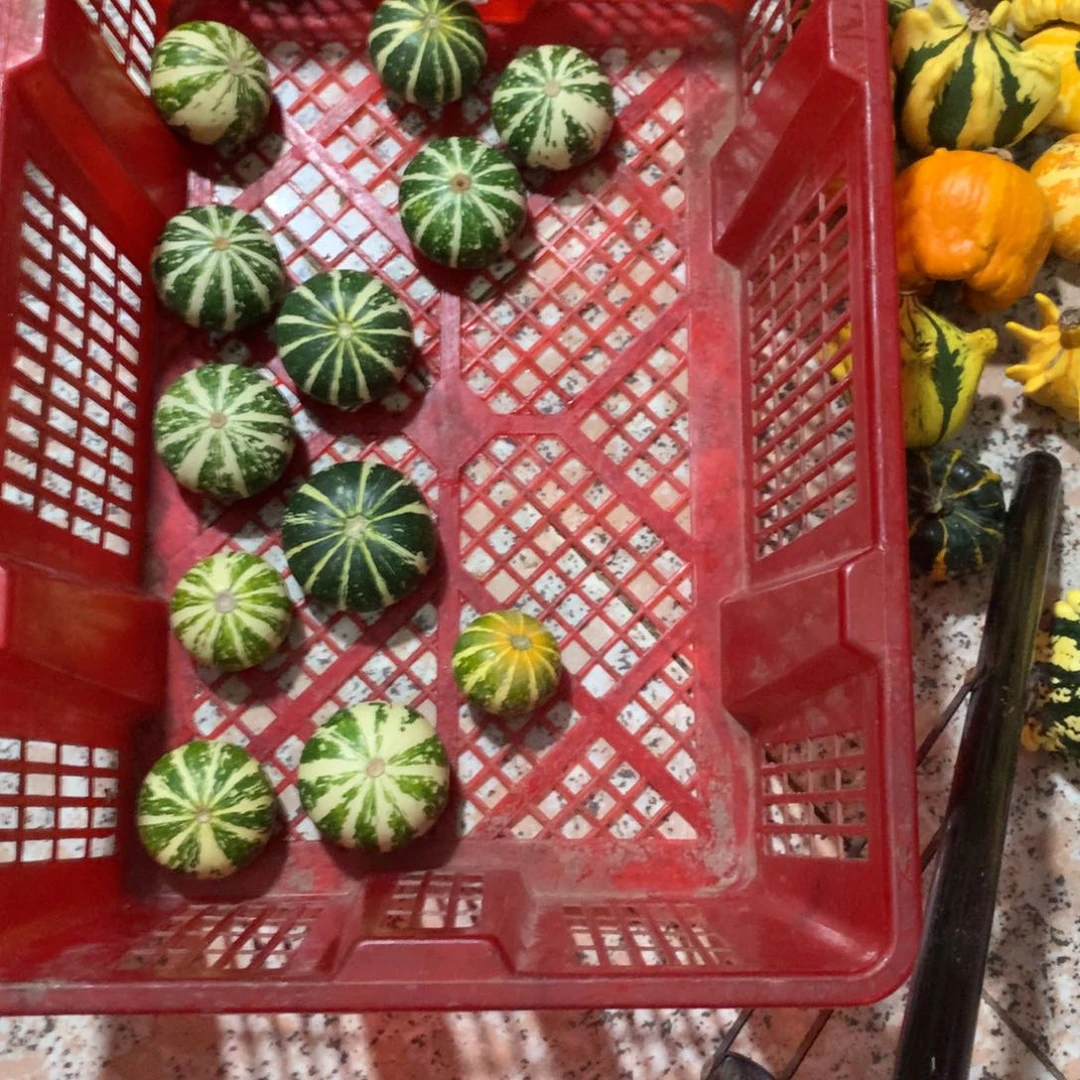 沈*T墨西哥！墨西哥！墨西哥