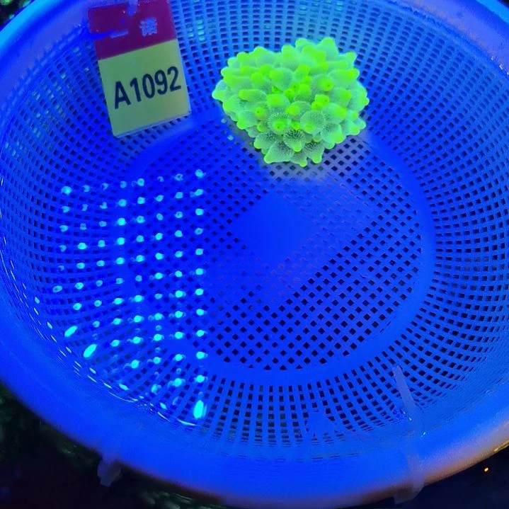 纽扣珊瑚1092奶嘴