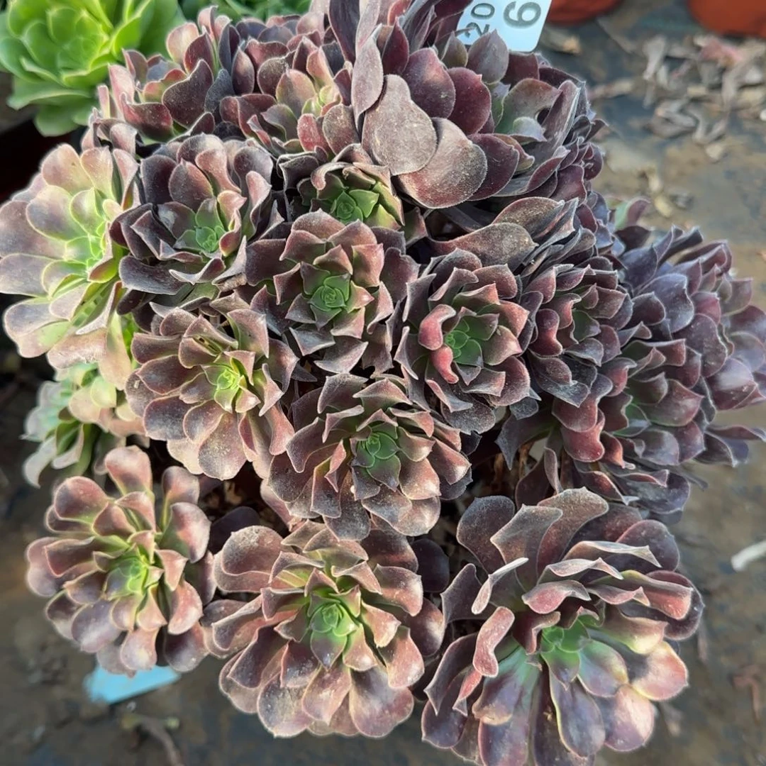 梅花博迪660满20包邮断枝不包