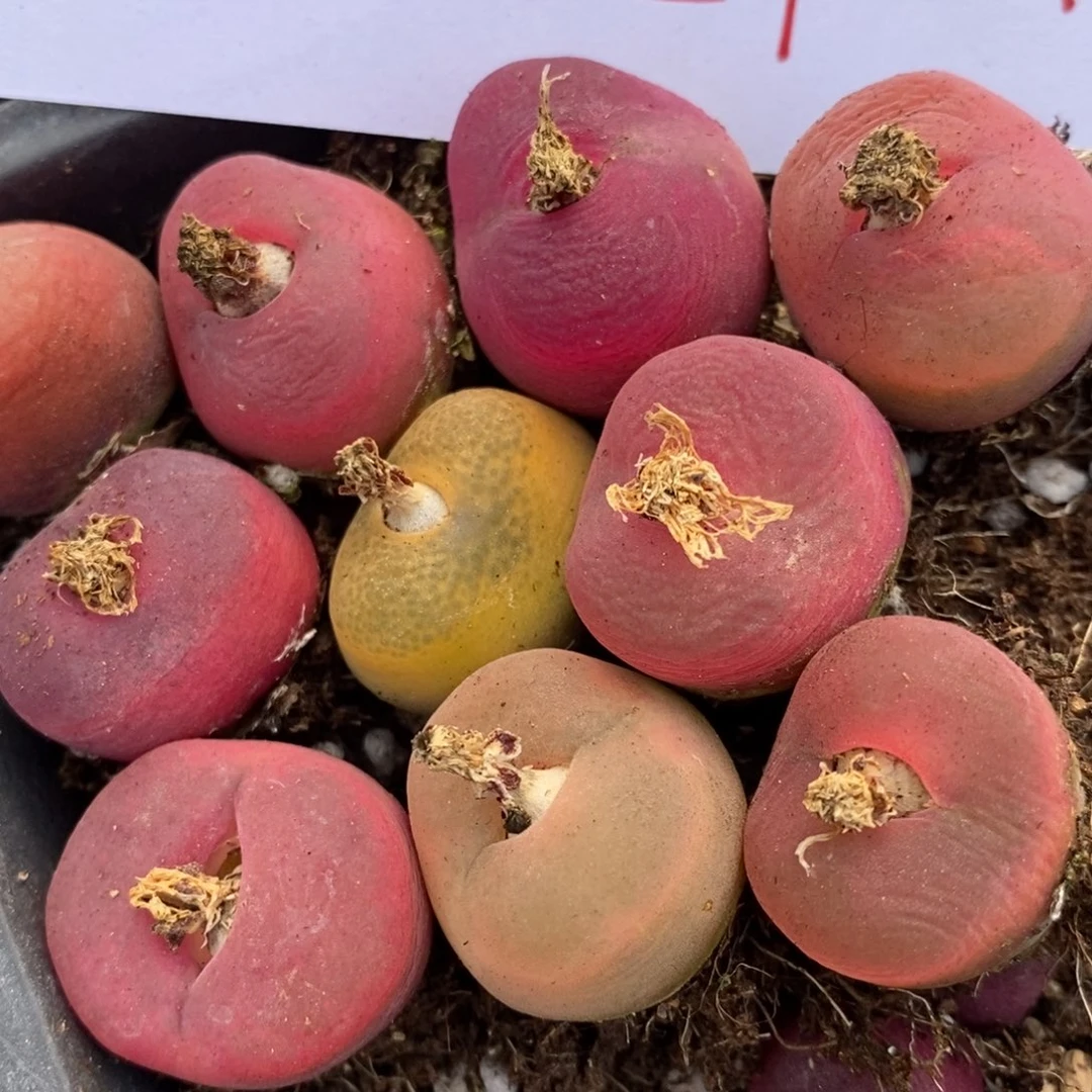 1339一组丝绒蟠桃