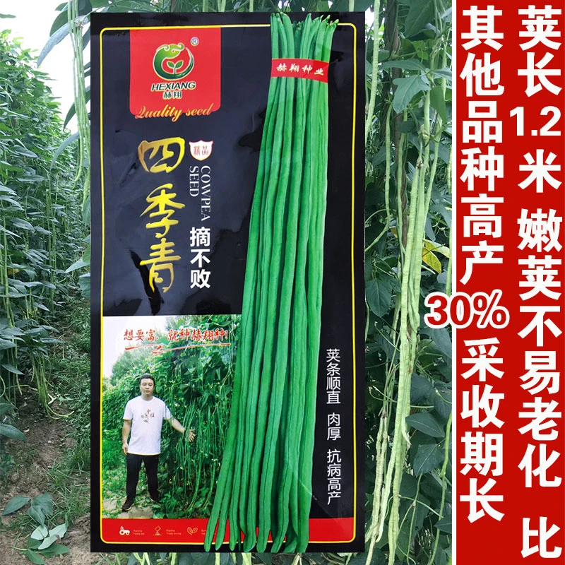 绿金条长豆角种子 高产豇豆青条早熟耐热纤维少好吃蔬菜 春夏播