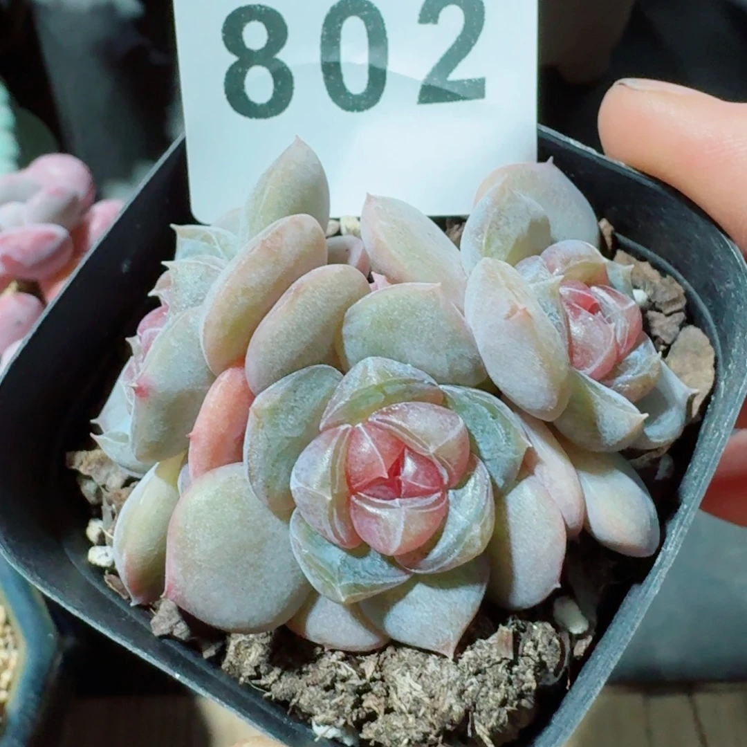 l***a汉堡珍妮      愿你一路坦途，乘风破浪展宏图