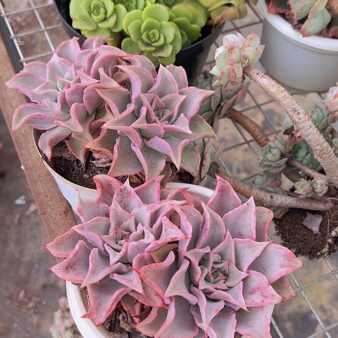 饺子皮双头起发老桩