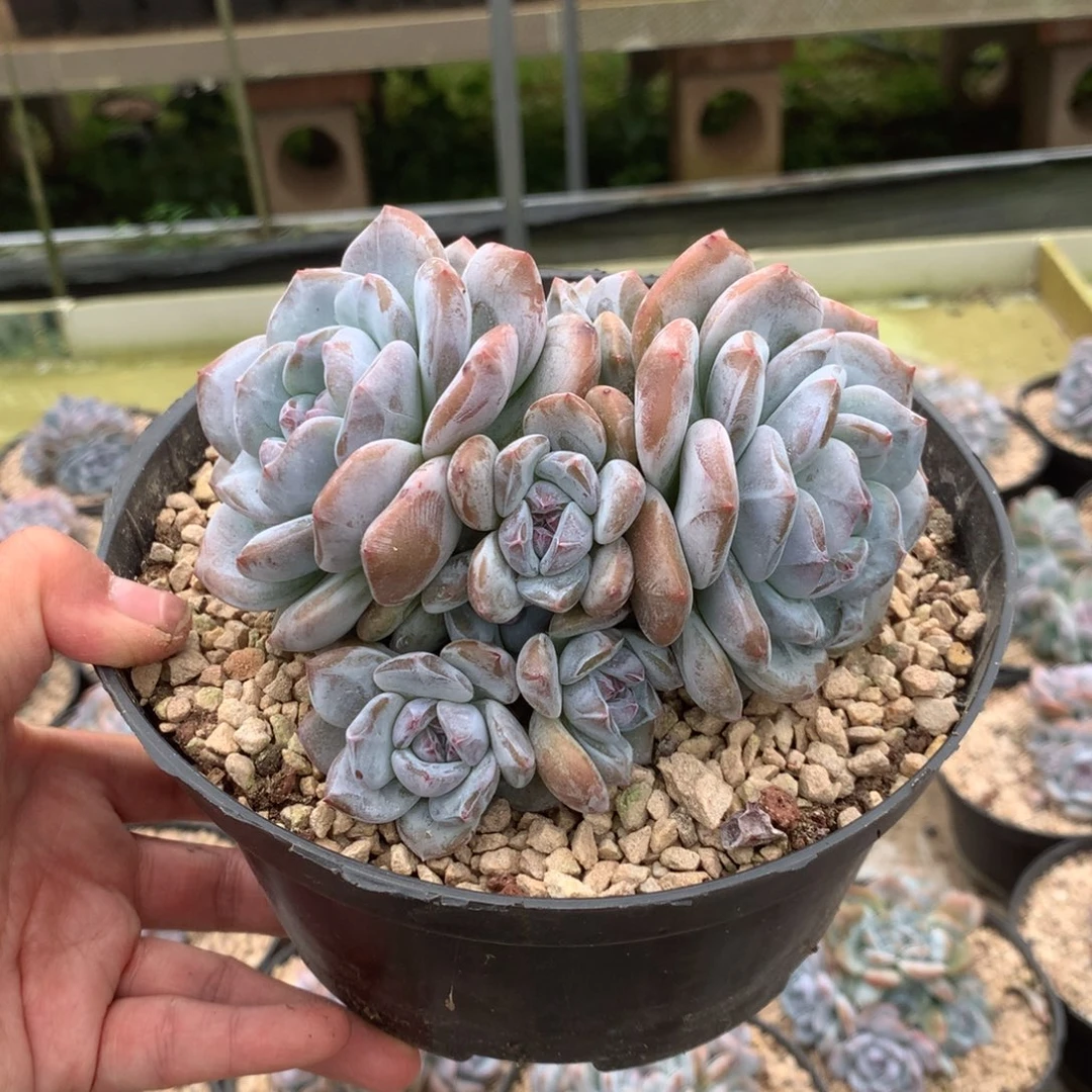 无花朵哈哈哈哈哈哈哈哈哈17