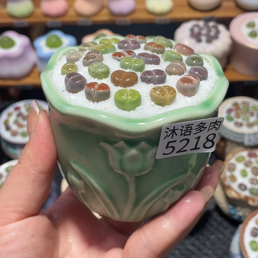 带盆土植物 一物一拍5218