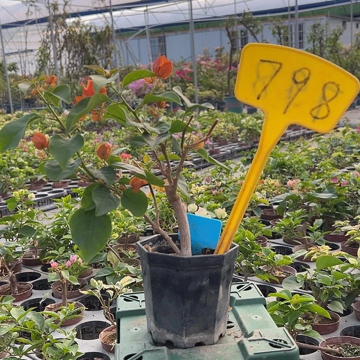 当前无花栽培后可以开花绿叶夕阳红 大宝798