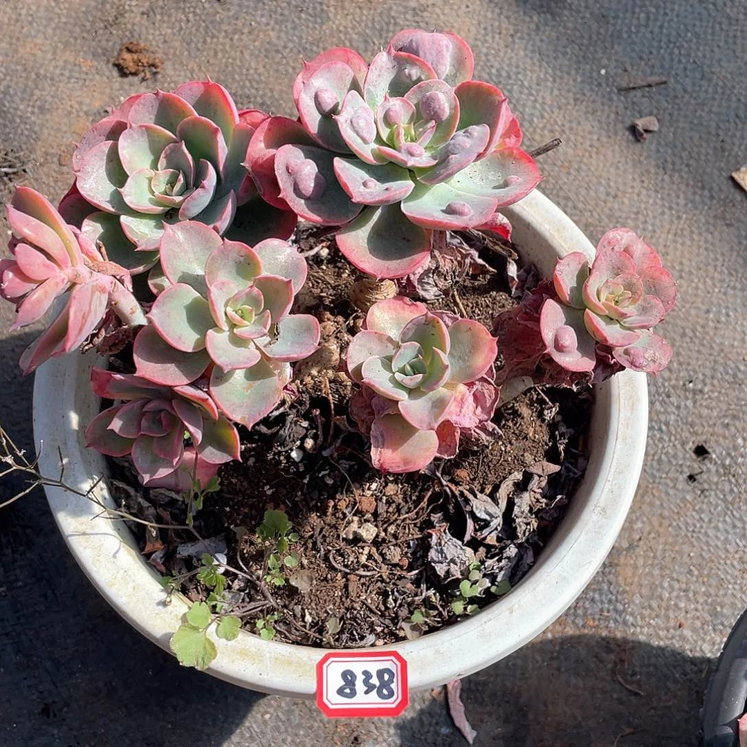 838雨滴 一物一拍多肉