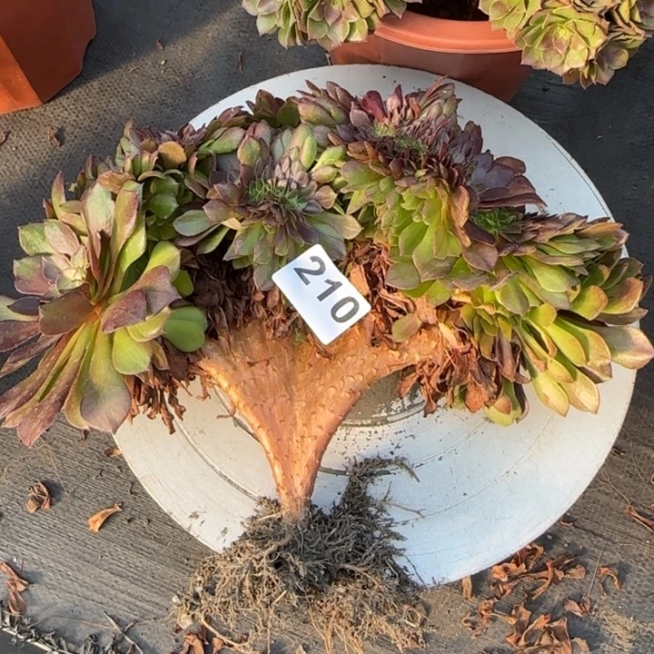 落***幕多肉植物桃花石缀210