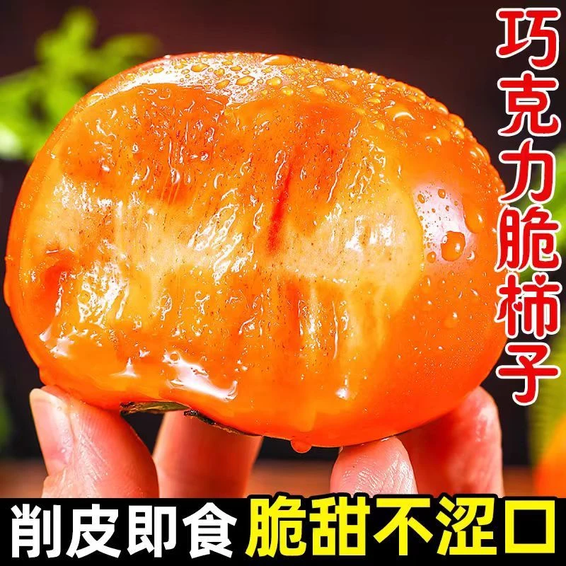 山西阳丰巧克力脆甜柿子大果冰糖心阳丰脆柿青黄皮随机发货