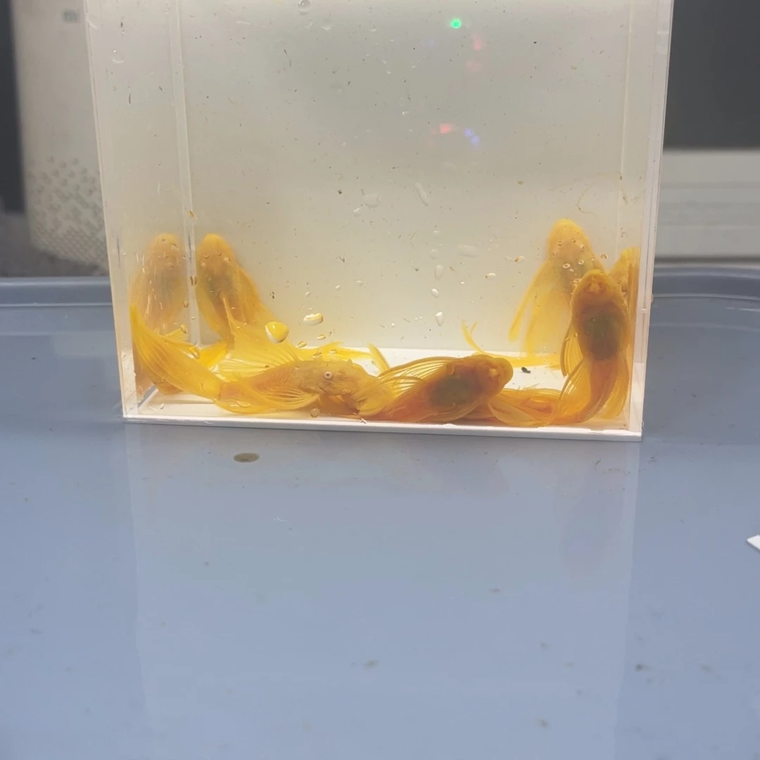 孔雀鱼大号帆10条开箱视频报损