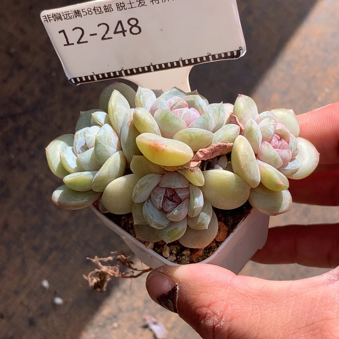 玉兔老桩自然群多肉58包邮