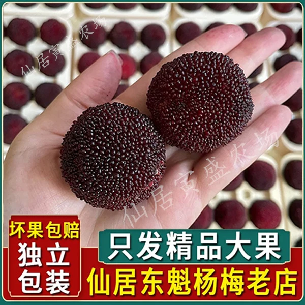 浙江仙居东魁杨梅新鲜孕妇当季水果现摘现发大颗粒礼盒装大棚杨梅