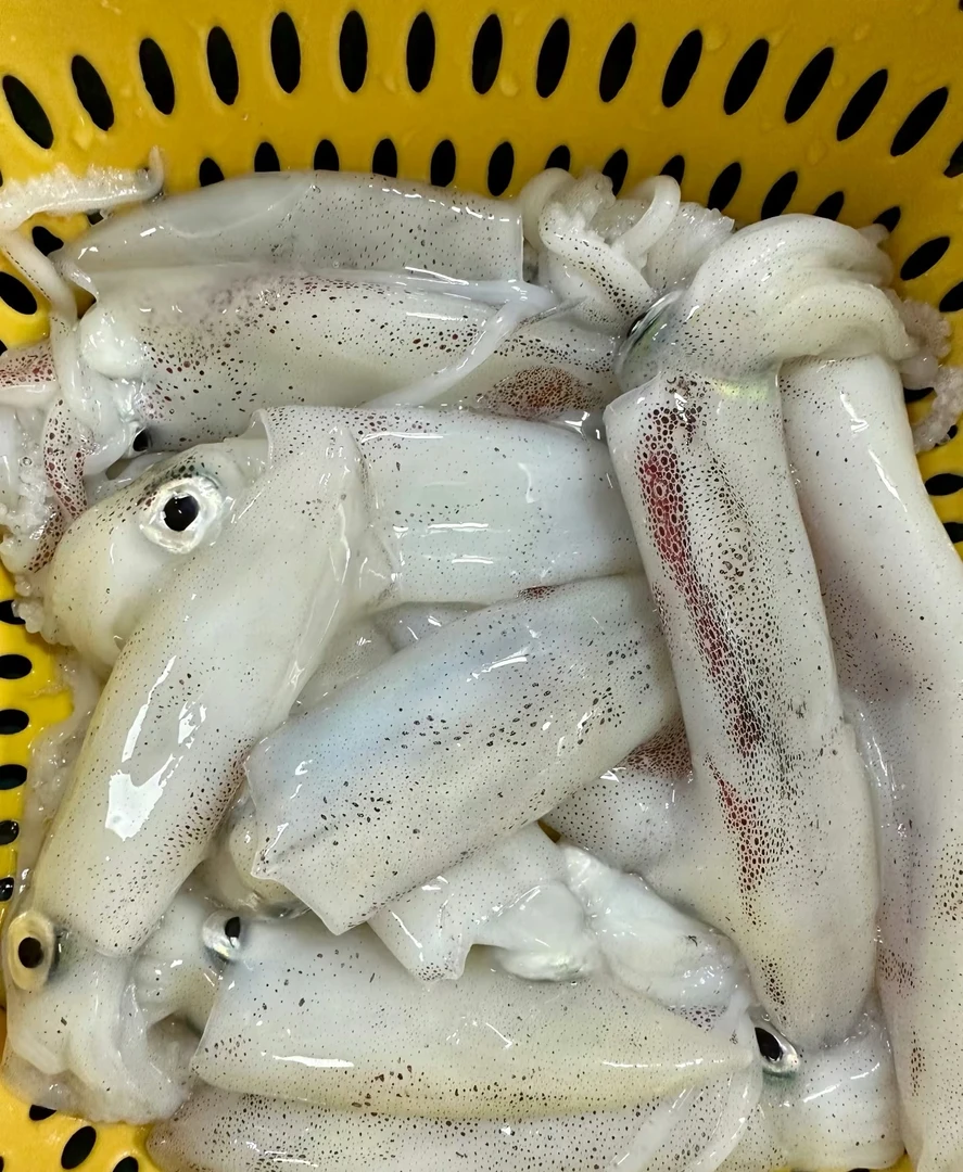 东海海捕天然野生小海兔4斤顺丰包邮