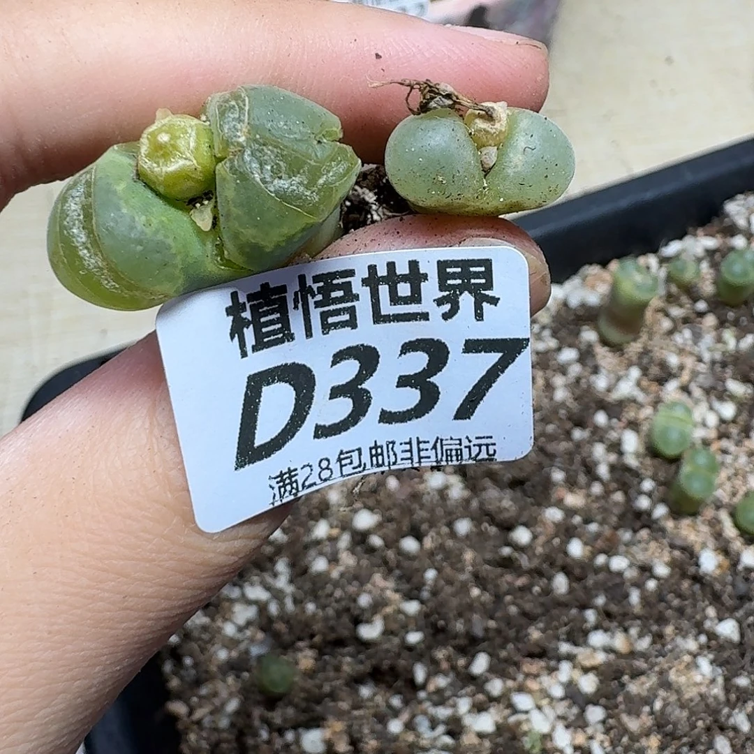 多肉植物的润泽fgb
