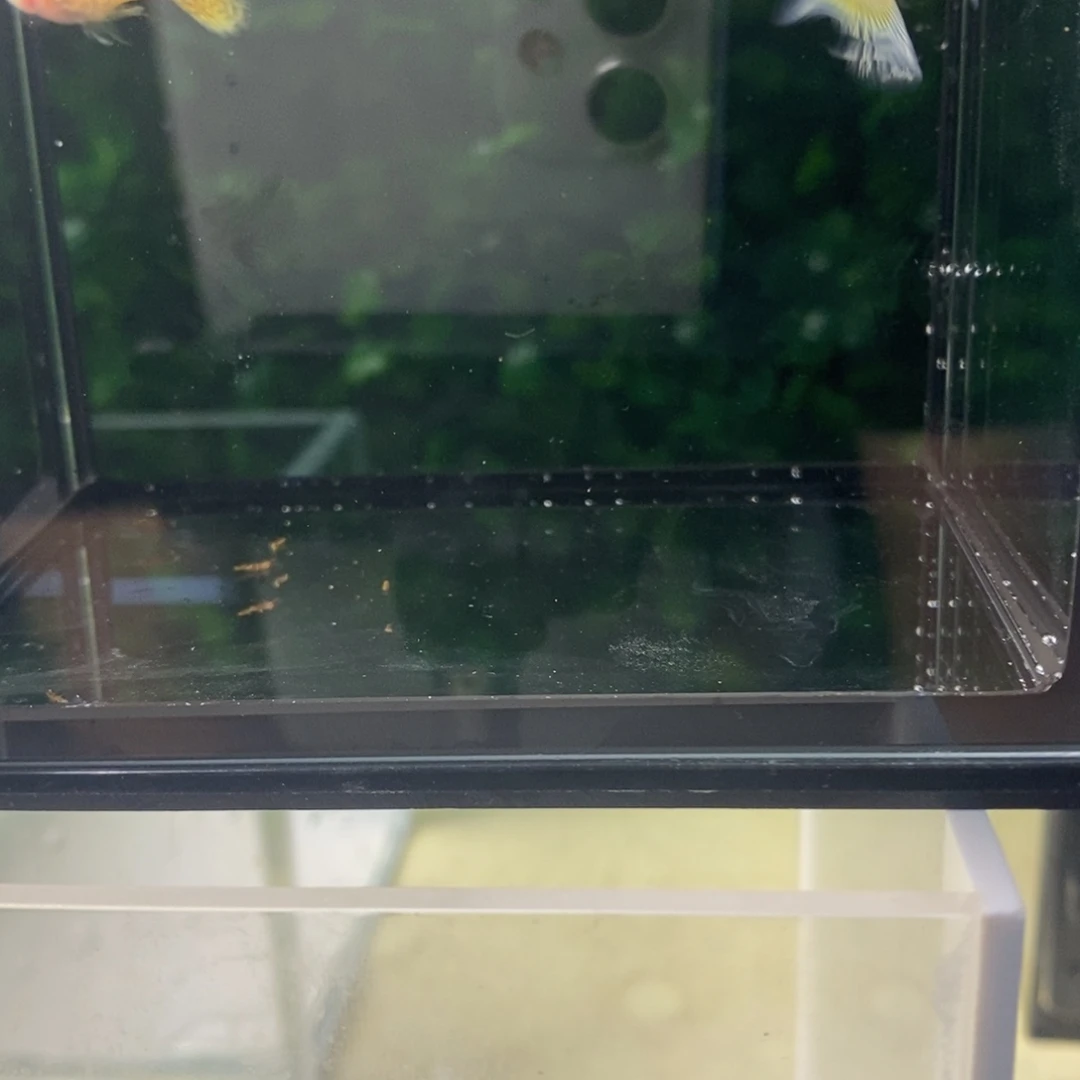 孔雀鱼蕾丝玻璃猫白字一对