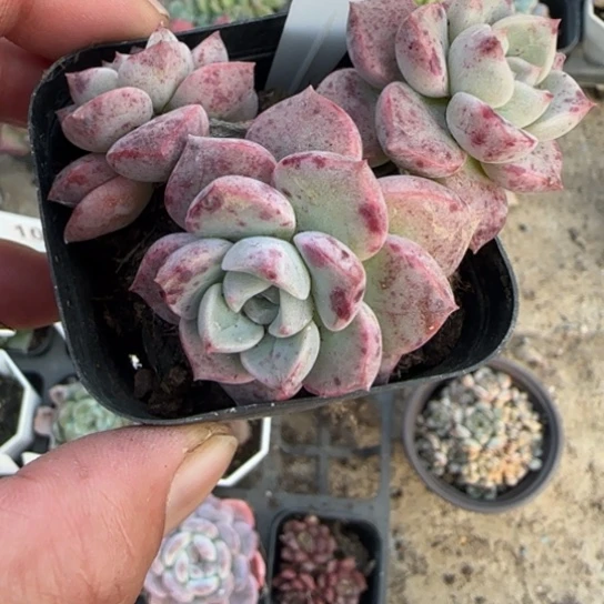 92粉斑点多肉植物多