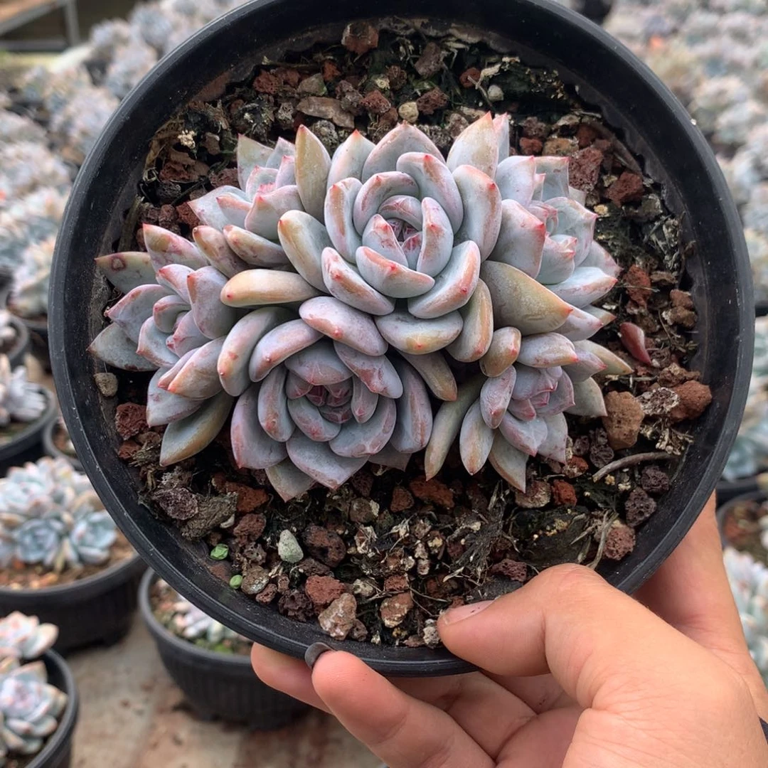 无砍石榴籽六头趴地