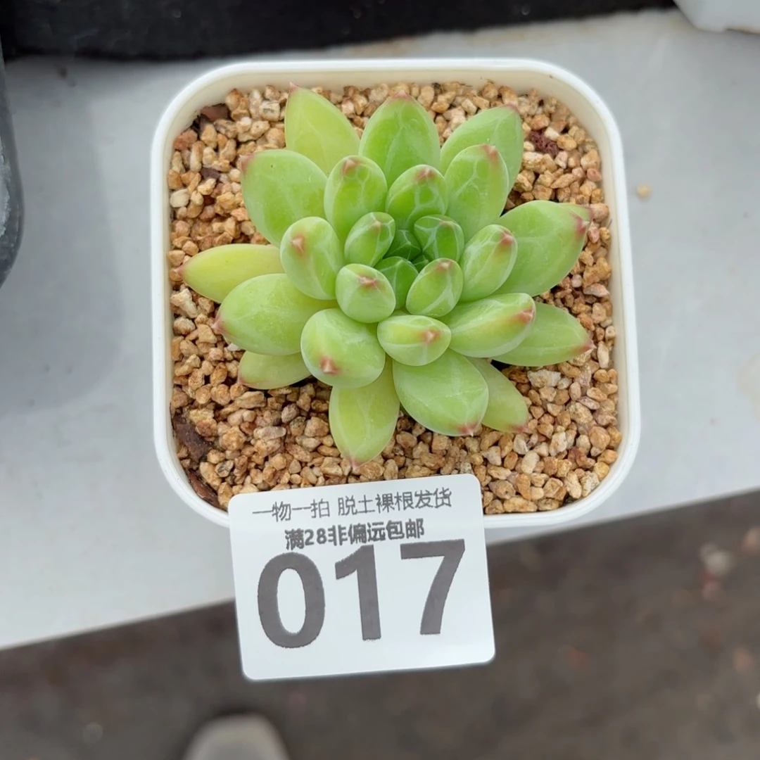 青花瓷单头无盆土发货