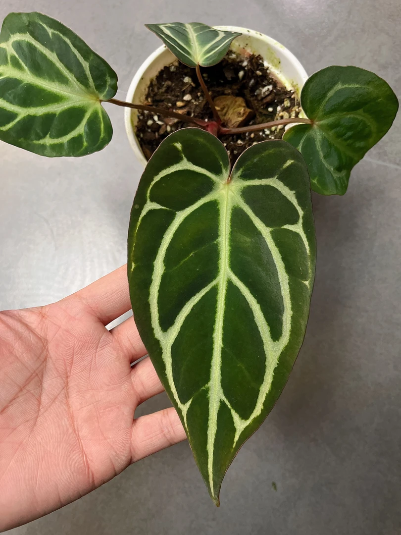 【原种卡拉】天南星科 热带植物