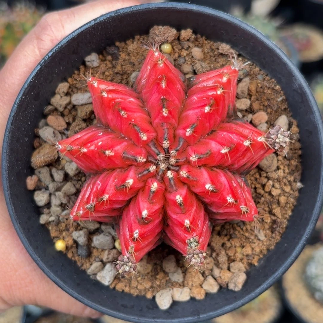 泰系实生米哈仙人球19