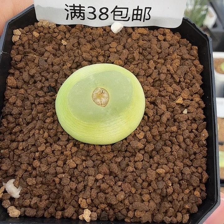 拉登2.3厘米 带盆发