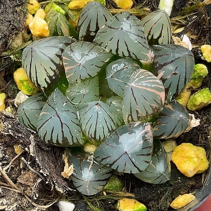 6灯芯龙爪玉露锦头家多肉十二卷