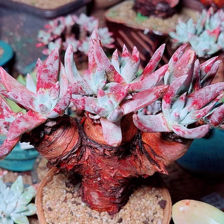 8030海瑟苹果叶仙女杯多肉