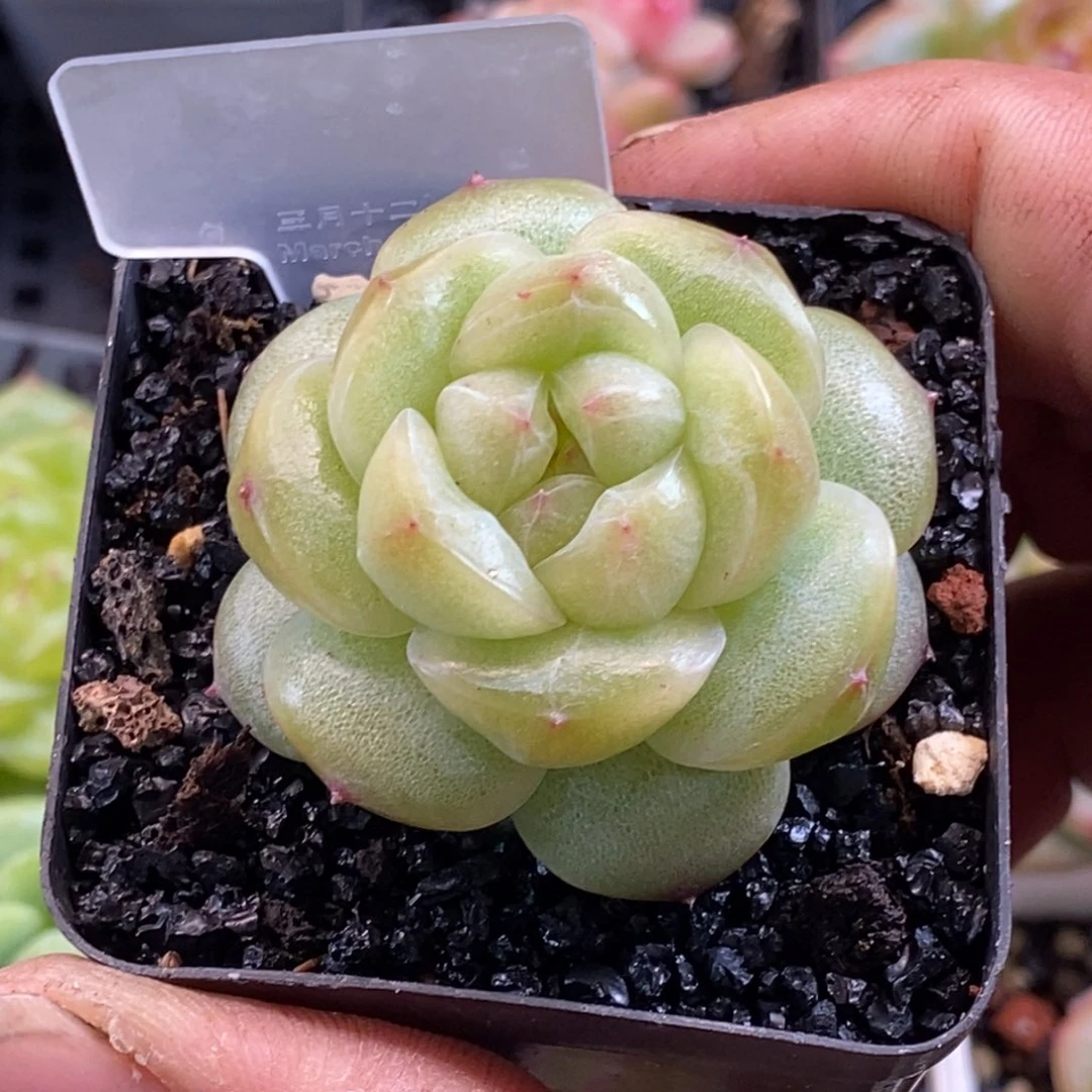 天官赐福百无禁忌