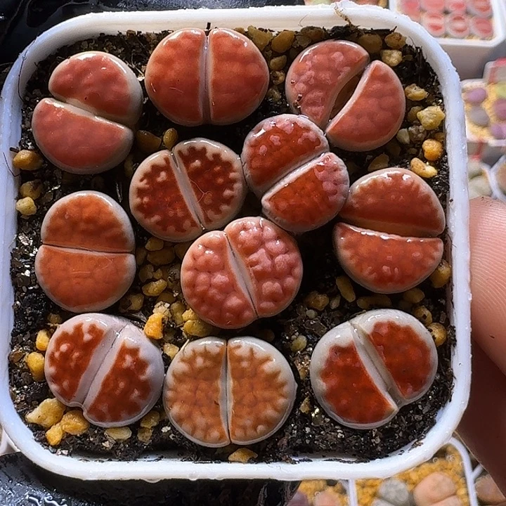 生石花11121111。    220