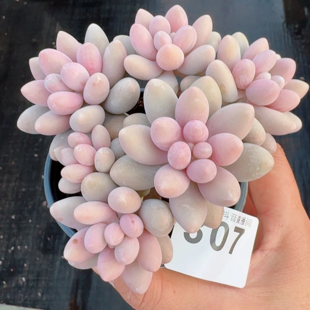 粉色恋人群生         精品多肉