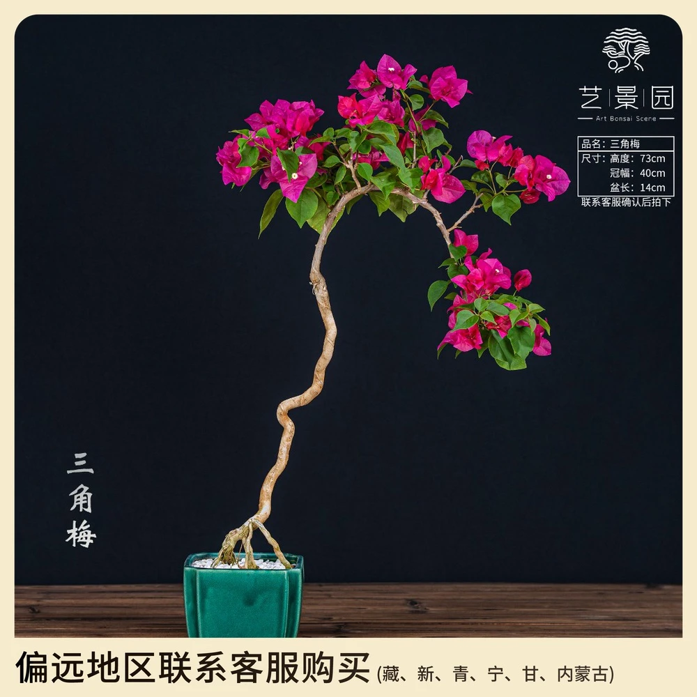 艺景园娜娜三角梅-三角梅通用链接一物一拍 直播间截图为准