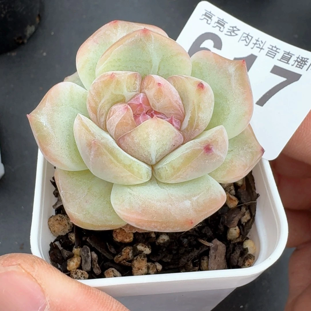 下播福利         多肉植物