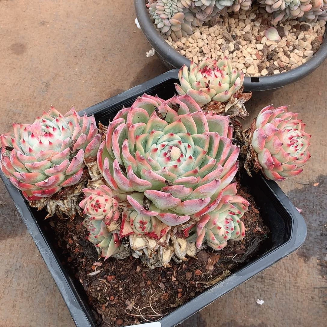 752吉娃娃一物一拍多肉